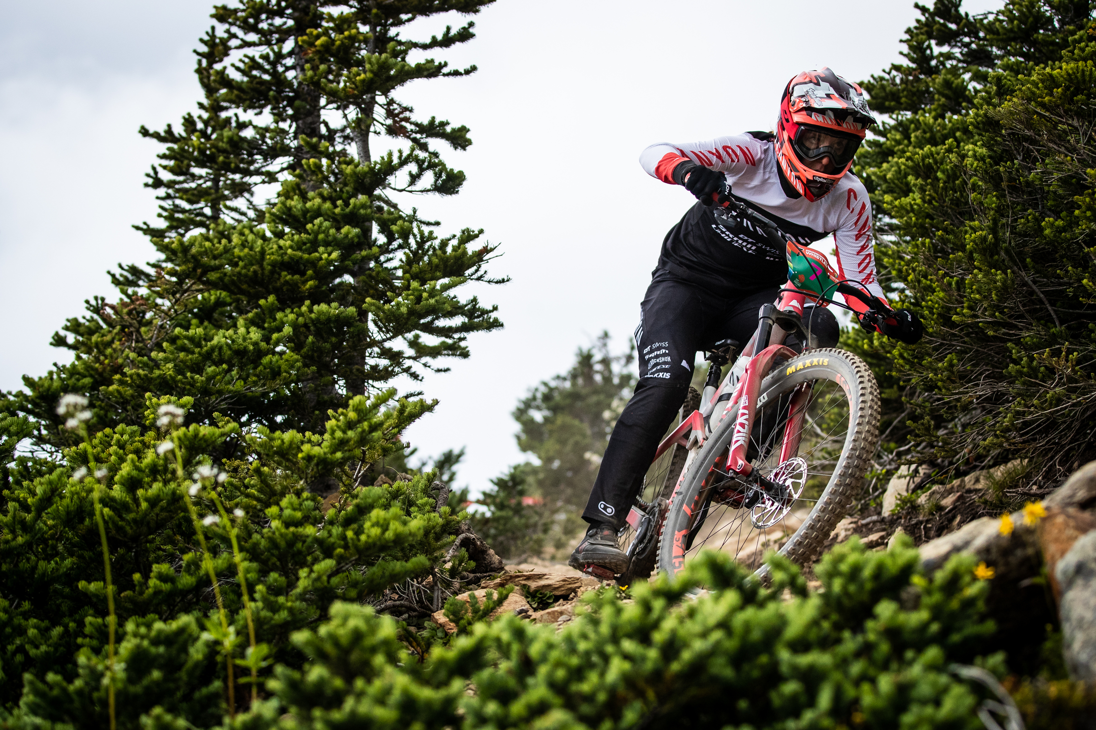 Ines Thoma negotiates an off-camber between some evergreens.