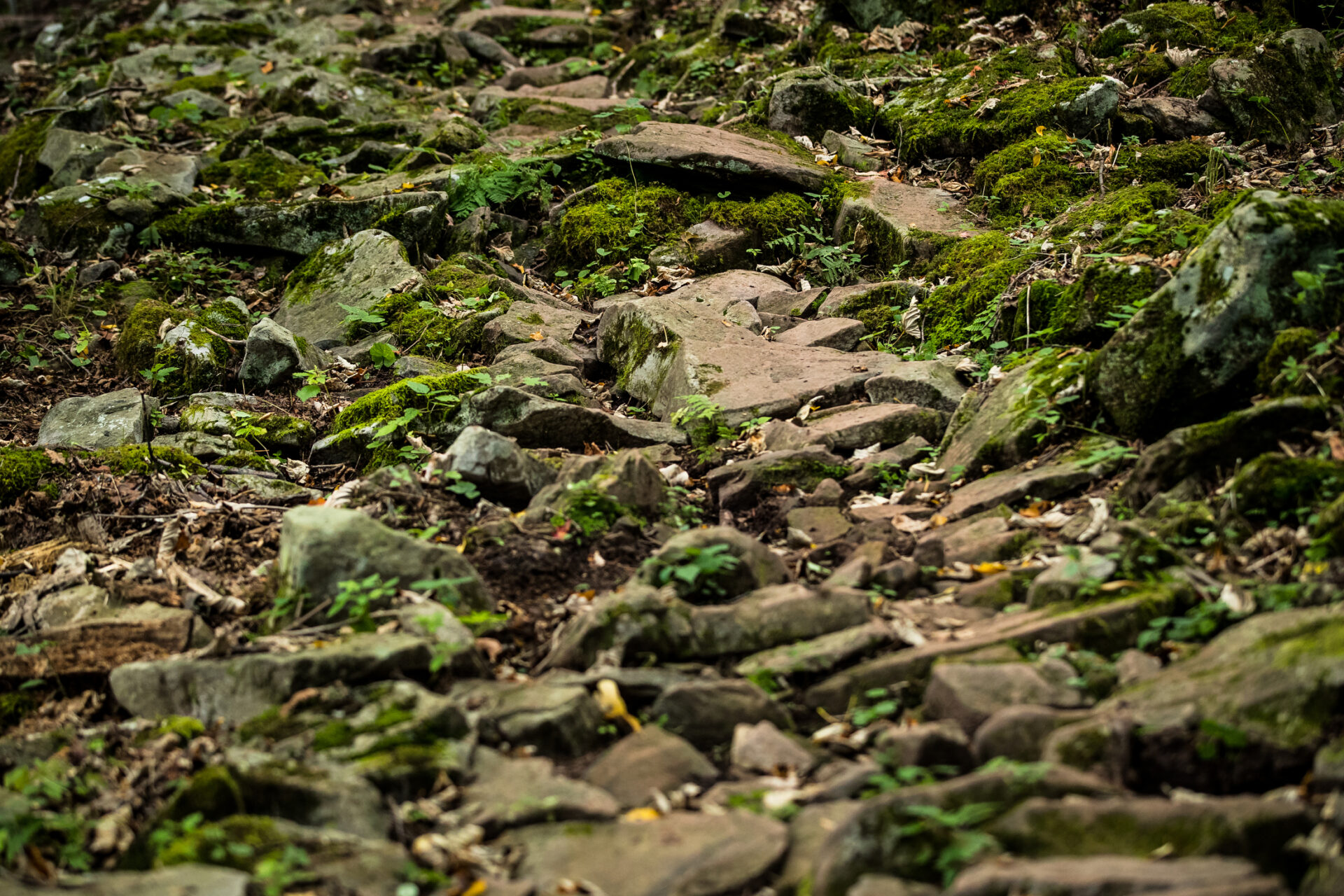 Rocky Snowshoe DH course