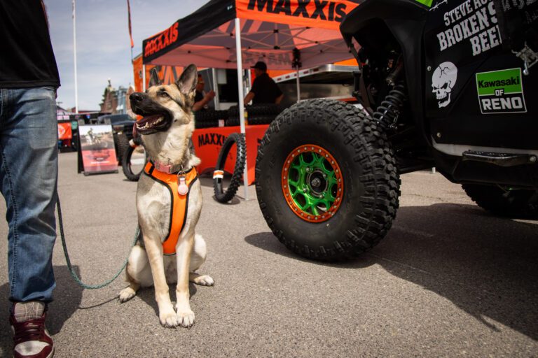 Dog sitting next to Maxxis tire.