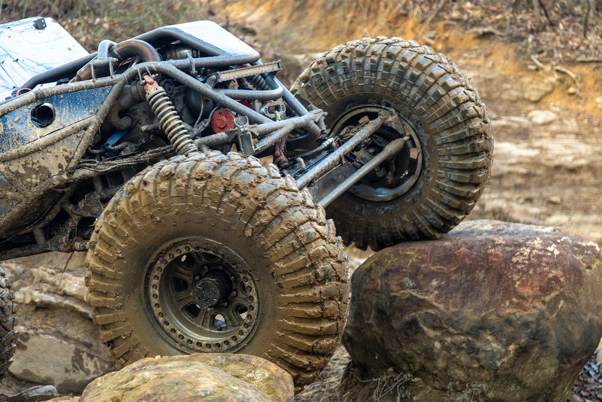muddy trepador on the rocks