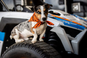 a Maxxis pup hanging out on a Maxxis SC-1 on a clean Polaris SxS.